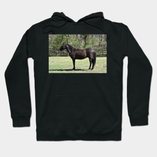 Mustang Hoodie